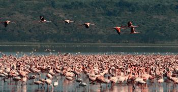 RTW0235  Flying Flamingos